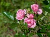 : Rizactive Rose -     