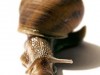: Snail-active    